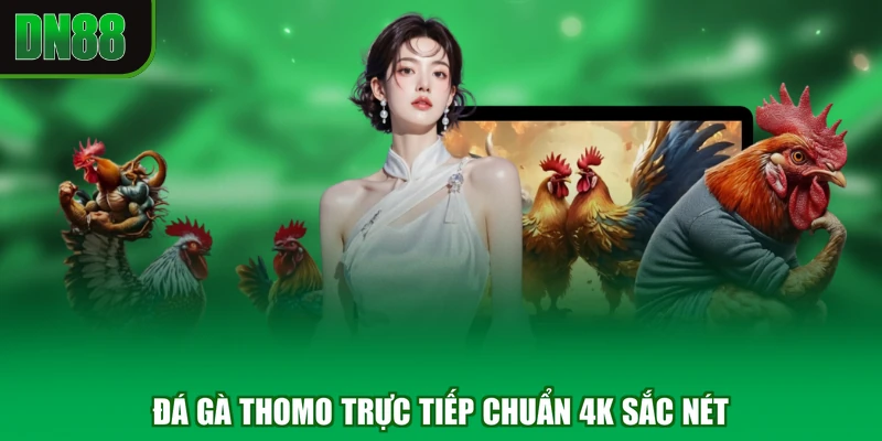 Đá gà Thomo trực tiếp chuẩn 4K sắc nét
